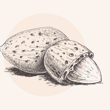 Illustration von Mandelkernen