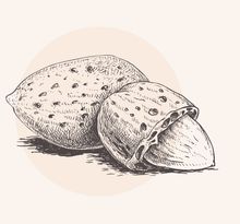 Illustration von Mandelkernen