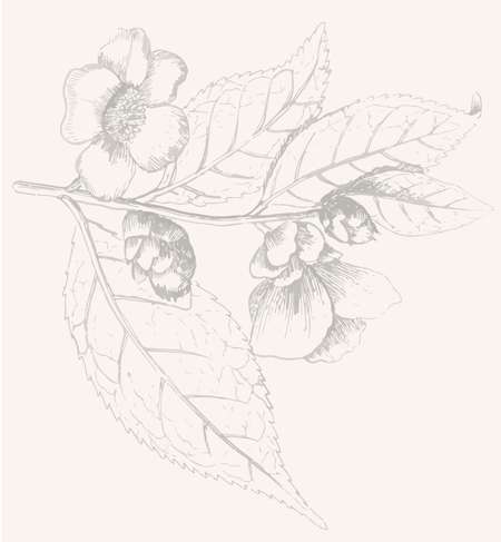 Illustration einer Schwarztee-Pflanze