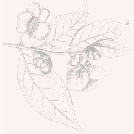 Illustration einer Schwarztee-Pflanze