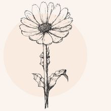 Calendula Officinalis Flower