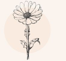 Calendula Officinalis Flower