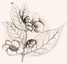 Illustration einer Schwarztee-Pflanze
