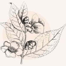Illustration einer Schwarztee-Pflanze