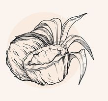 Illustration einer Kokosnuss
