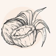 Illustration einer Kokosnuss