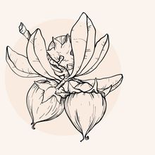 Illustration einer Jojobafrucht