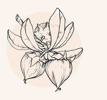 Illustration einer Jojobafrucht