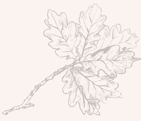 Illustration eines Eichenblattes