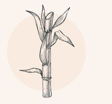 Illustration eines Zuckerrohrs