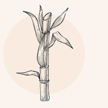 Illustration eines Zuckerrohrs