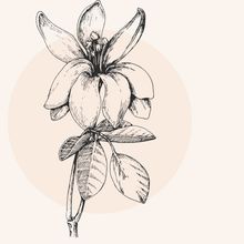 Illustration einer Blume