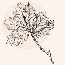 Illustration eines Eichenrinde-Blattes