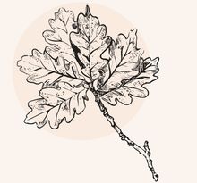 Illustration eines Eichenrinde-Blattes