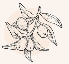 Illustration von Sheanüssen