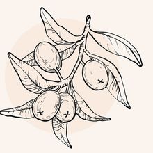 Illustration von Sheanüssen